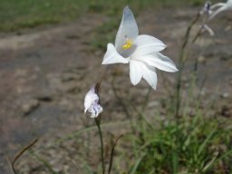 Gladiolus robertsoniae leaves
